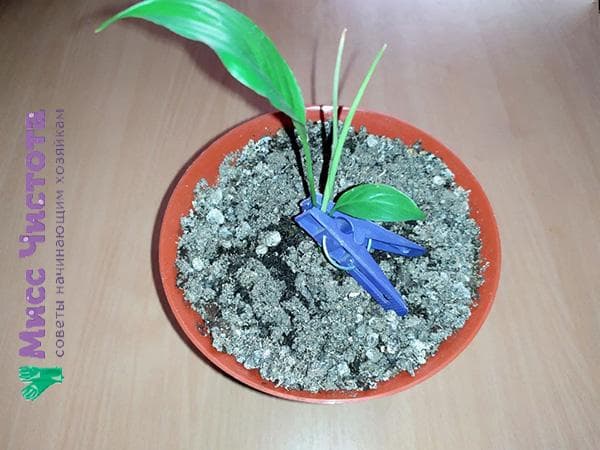 skalbinių segtukas sodinuko segtukas