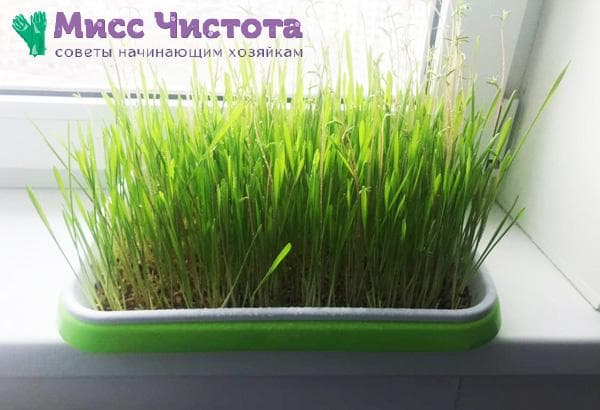 Dyginčios žolės 5 nuotrauka