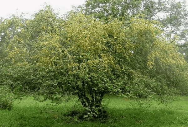 Vyšnių slyva