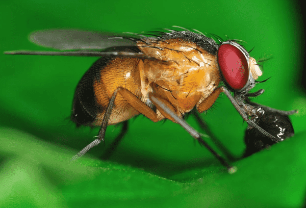 Drosophila