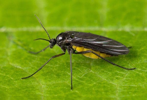 Sciaridae (grybelis uodo).
