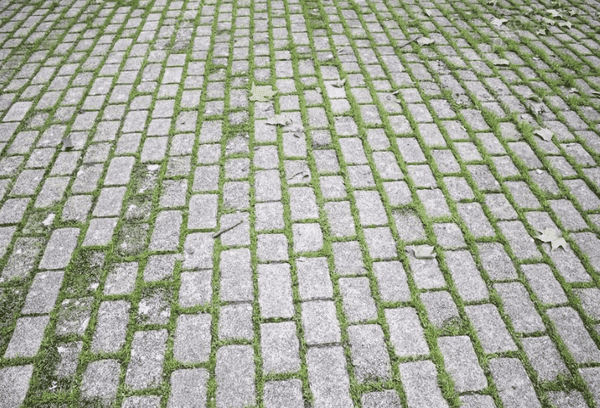Samanos ant grindinio plokščių