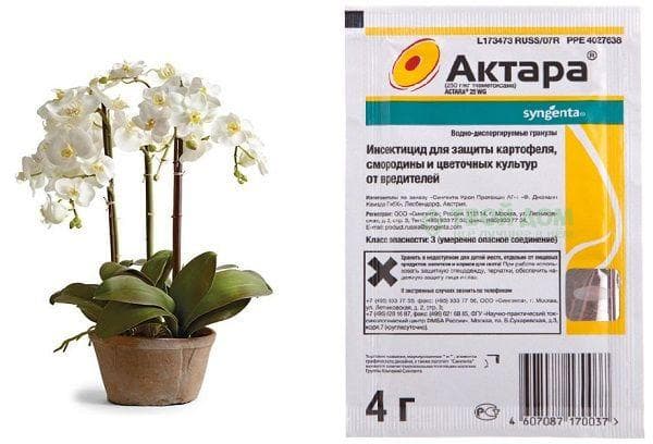 Actara orchidėjoms nuo midų