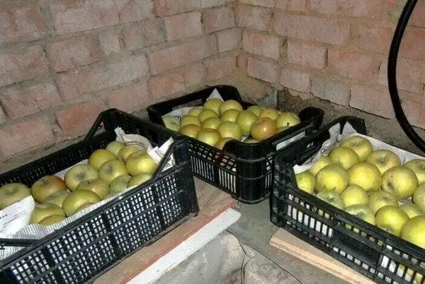 Rūsyje dėžės su obuoliais