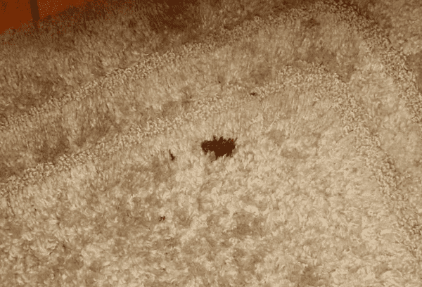 kraujas ant kilimo