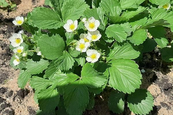 Braškių žiedai – 5 svarbūs dalykai geram derliui