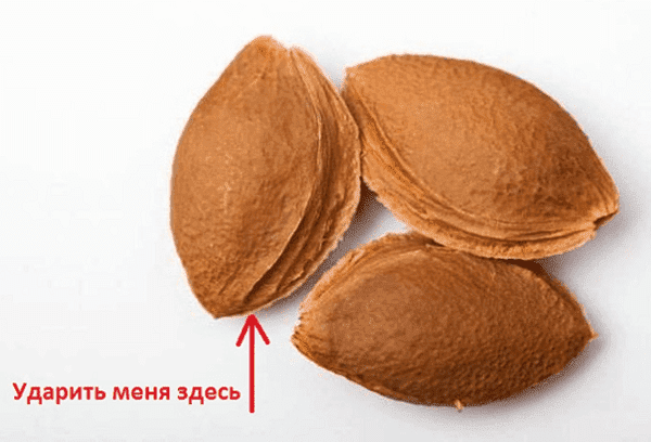 Abrikosų kauliukai