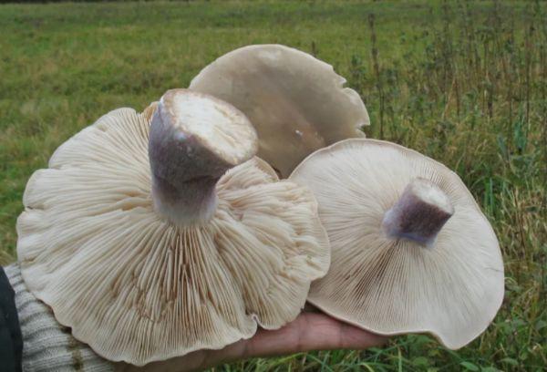 Lameliniai grybai