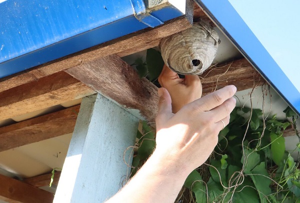 Mechaniniai vapsvų kontrolės metodai