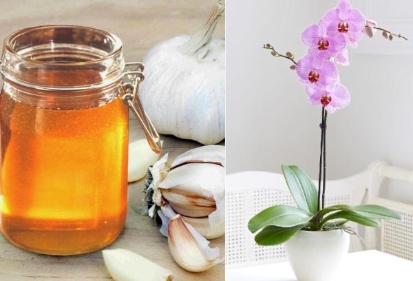 Orchidėjų maitinimas česnaku ir medumi