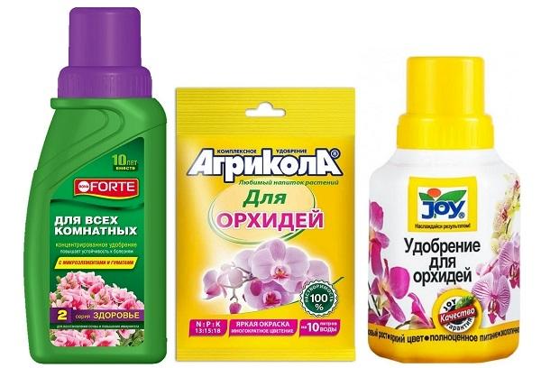 Kompozicijos namų gėlėms šerti
