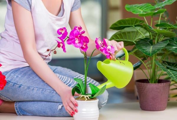 Mergina laisto orchidėjas