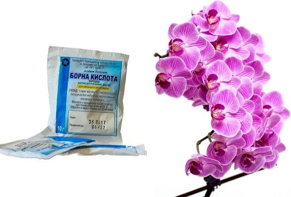 Boro rūgštis orchidėjoms