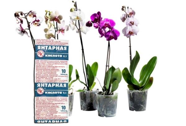 Gintaro rūgštis orchidėjoms