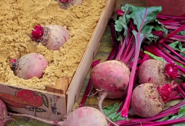 Burokėlių laikymas dėžėje su smėliu