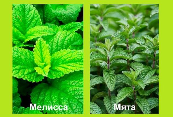 Mėtų ir melisos