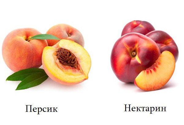 Persikas ir nektarinas