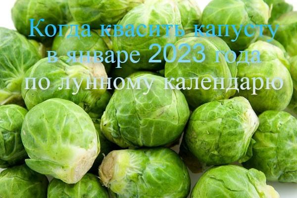 Kada raugti kopūstus 2023 metų sausį pagal mėnulio kalendorių, zodiaką ir pagal liaudies ženklus