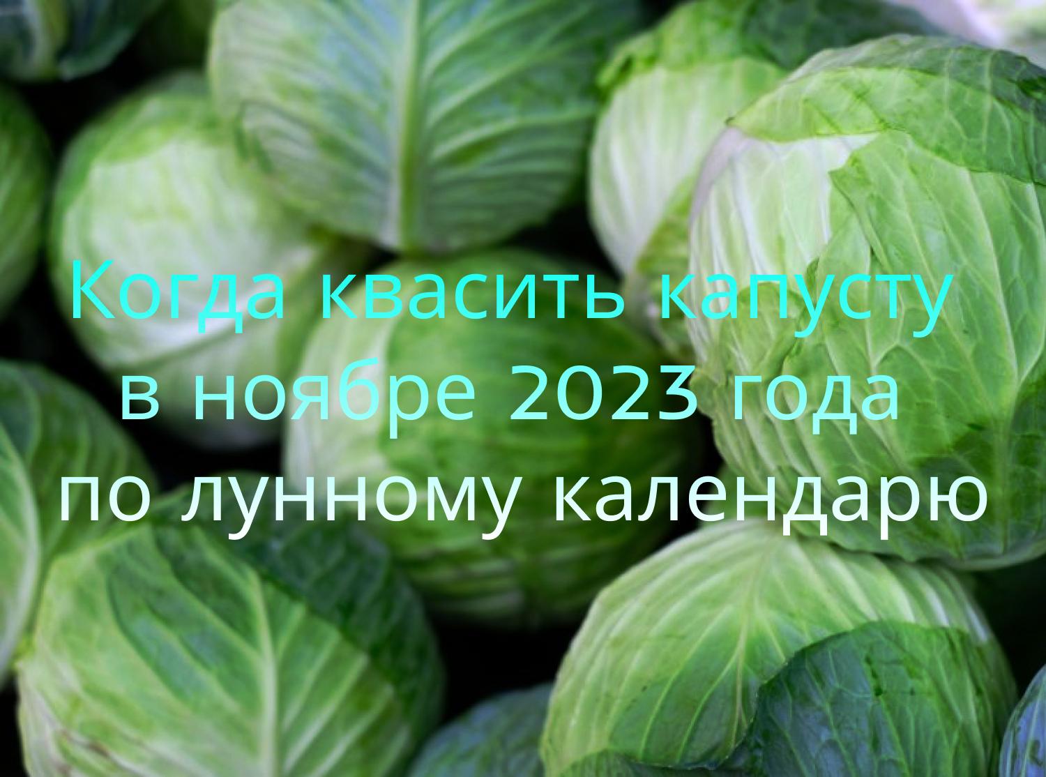 Kada raugti kopūstus 2023 metų lapkritį pagal mėnulio kalendorių