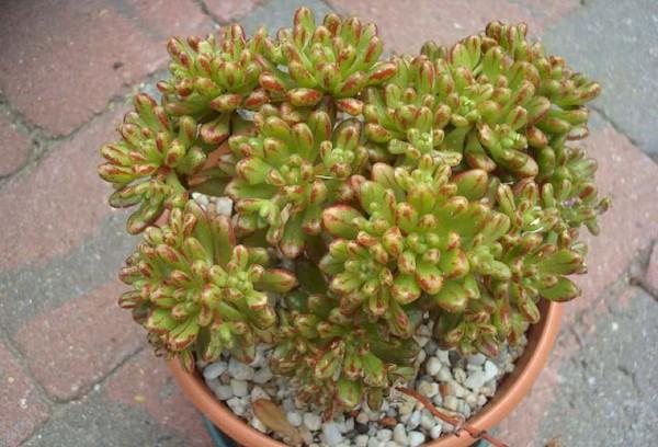 Meilės medis aichrizonas Sedum-lapas