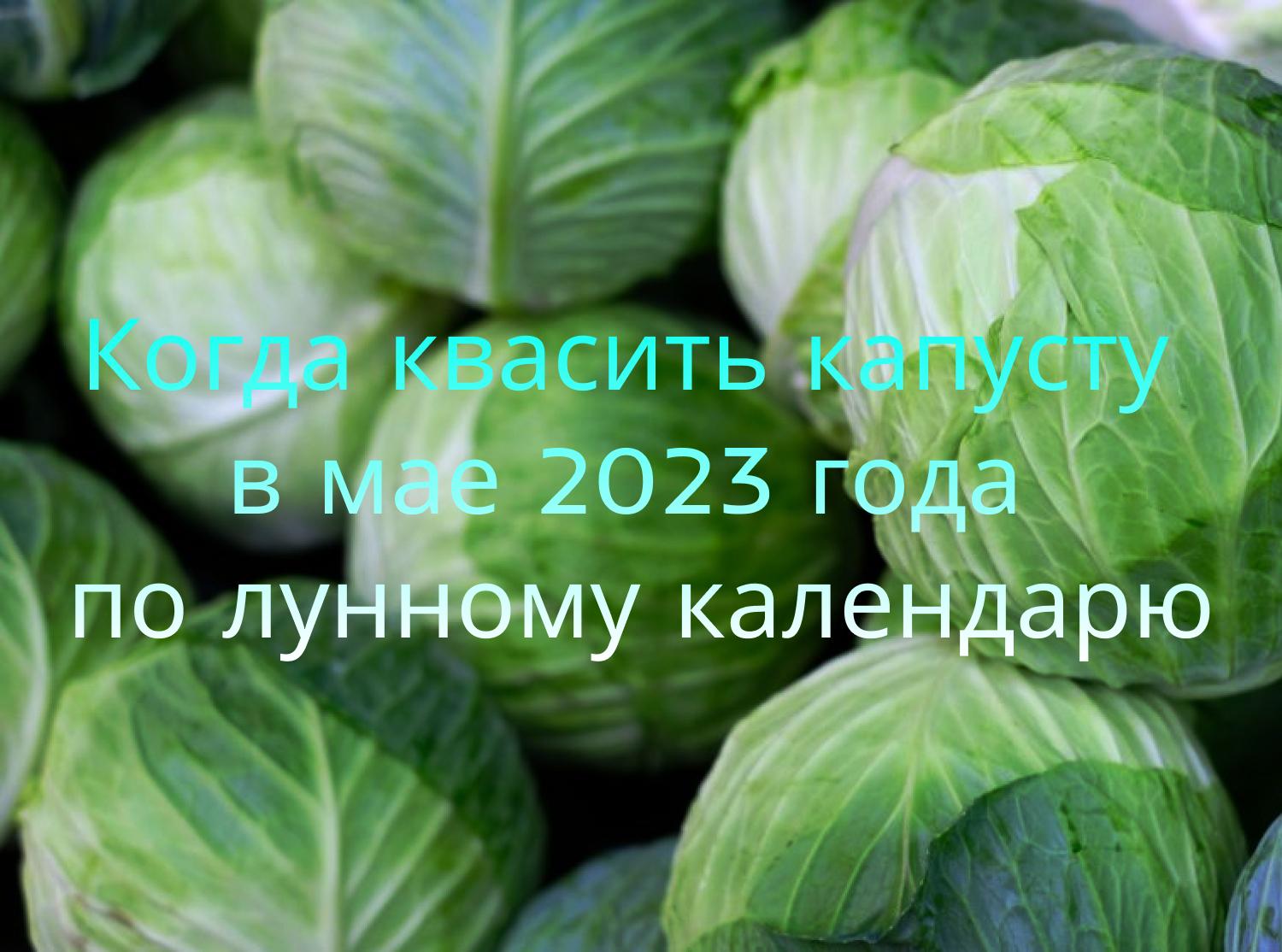 Kada raugti kopūstus 2023 metų gegužę pagal mėnulio kalendorių
