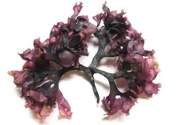 Karagenas (Airijos samanos)