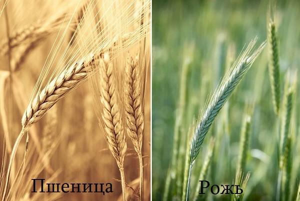 Rugiai ir kviečiai