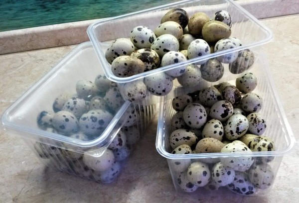 Žalių putpelių kiaušinių tinkamumo laikas